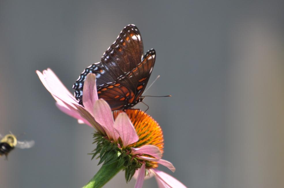 Name:  Red-spotted purple x and Bumblebee 8-6-10 C.jpg
Views: 151
Size:  37.4 KB