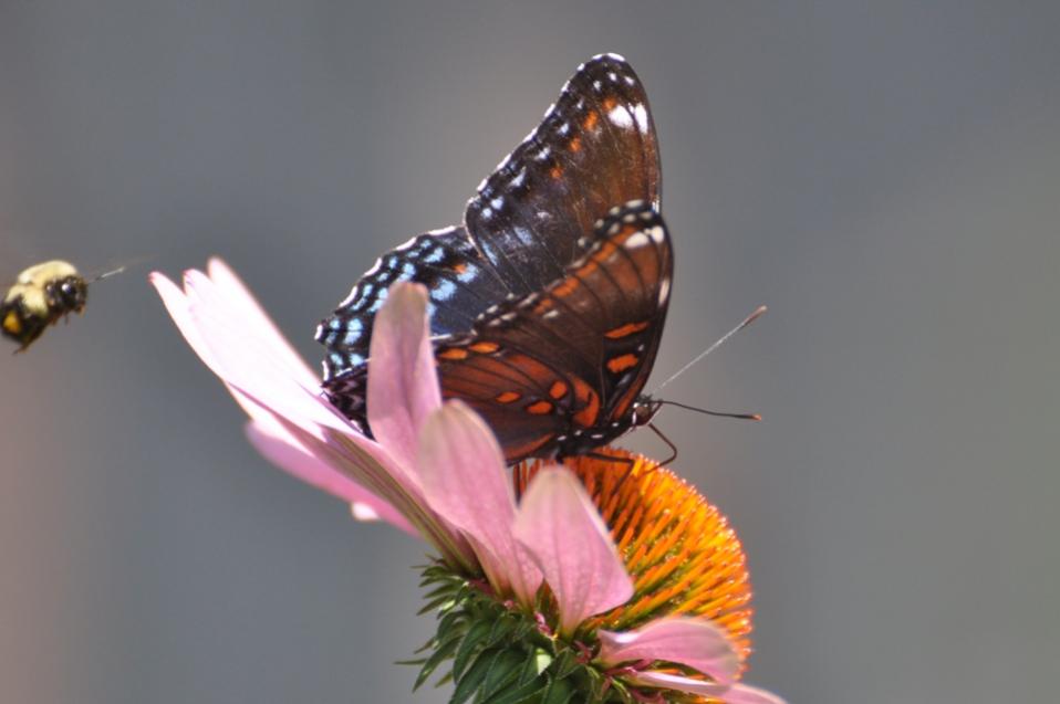 Name:  Red-spotted purple x and Bumblebee 8-6-10 B1.jpg
Views: 149
Size:  40.6 KB
