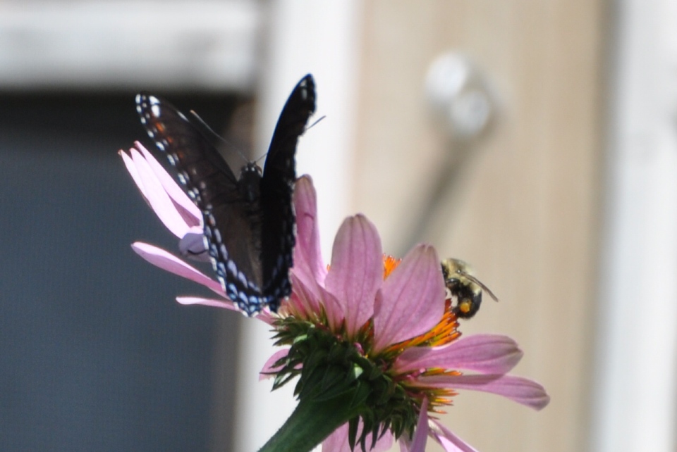Name:  Red-spotted purple x and Bumblebee 8-6-10 E.JPG
Views: 141
Size:  195.5 KB