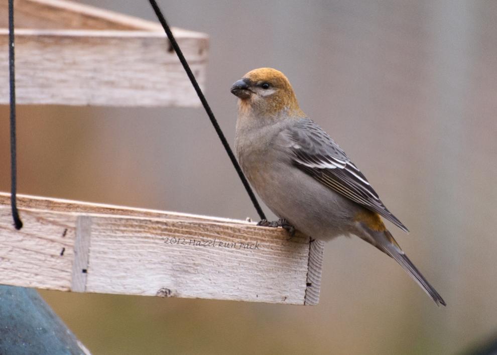 Name:  Pine grosbeak, fem 11-3-12 H.jpg
Views: 2317
Size:  61.3 KB