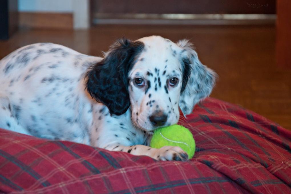 Name:  Lili on the Orvis nest with the tennis ball 1-19-19 B.jpg
Views: 4154
Size:  63.4 KB