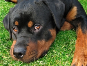 Name:  Rottweiler.jpg
Views: 260
Size:  84.2 KB