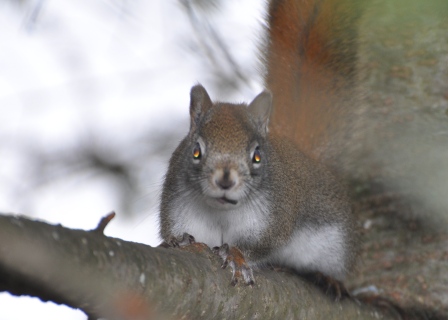 Name:  red squirrel.JPG
Views: 208
Size:  83.4 KB