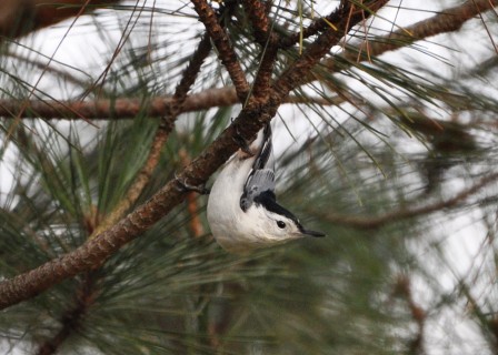 Name:  white-breasted nuthatch 2.JPG
Views: 216
Size:  80.9 KB