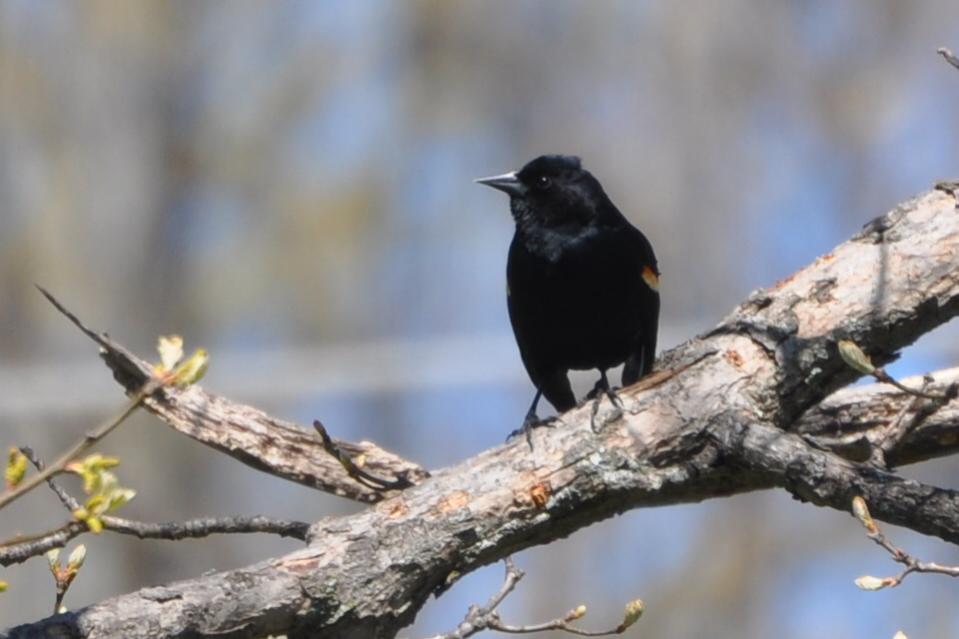 Name:  Red-winged blackbird 4-27-10 A.jpg
Views: 214
Size:  54.7 KB