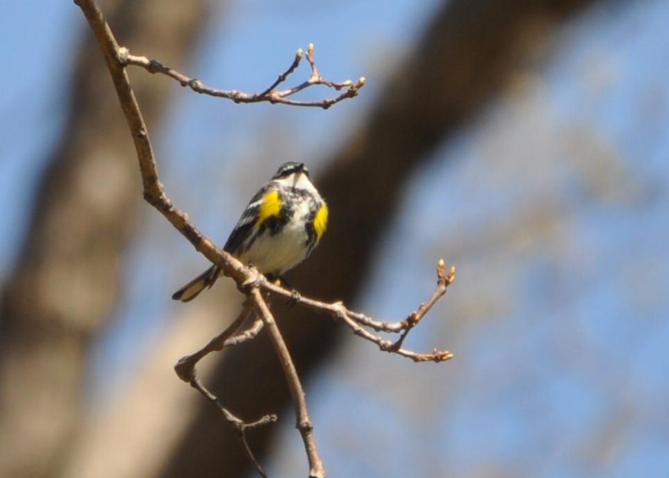 Name:  Yellow-rumped warbler 4-27-10 B.jpg
Views: 194
Size:  40.4 KB