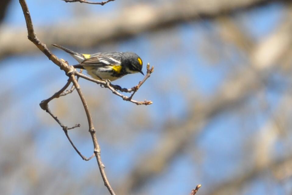 Name:  Yellow-rumped warbler 4-27-10 C.jpg
Views: 185
Size:  38.5 KB