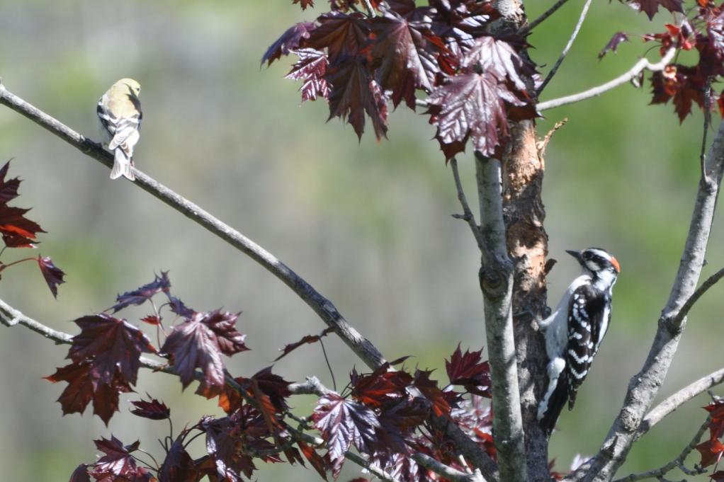 Name:  Downy woodpecker and goldfinch sharing the red maple 5-3-10.jpg
Views: 175
Size:  86.6 KB