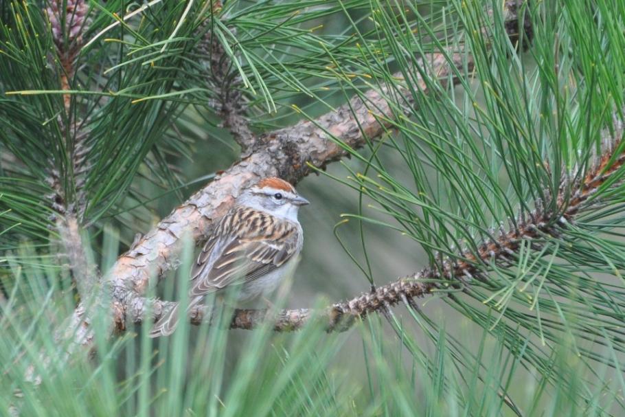 Name:  Chipping sparrow in the pine 5-3-10.jpg
Views: 138
Size:  101.7 KB
