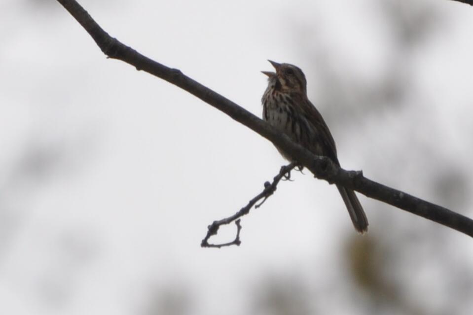 Name:  Song sparrow singing 4-30-10.jpg
Views: 141
Size:  26.7 KB