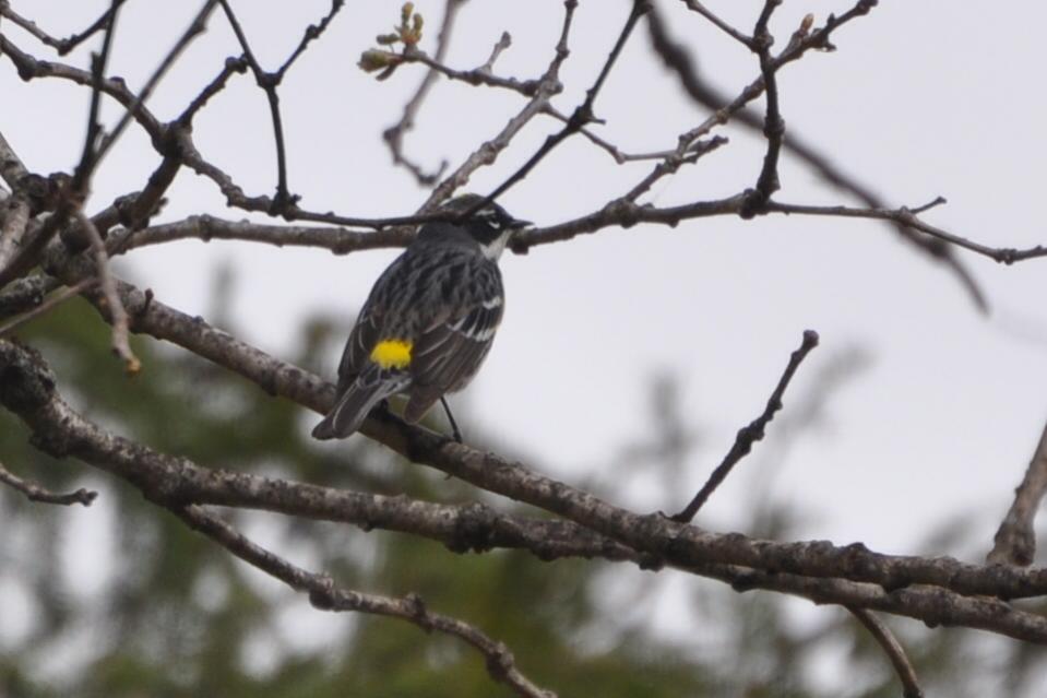 Name:  Yellow-rumped warbler 4-29-10 A.jpg
Views: 104
Size:  56.7 KB