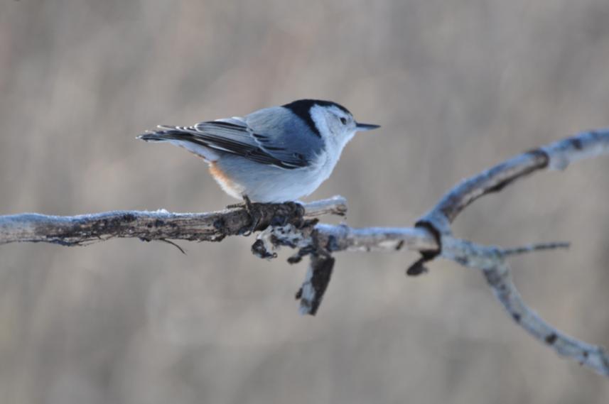 Name:  wh-br nuthatch 2-3-10.jpg
Views: 1449
Size:  27.6 KB