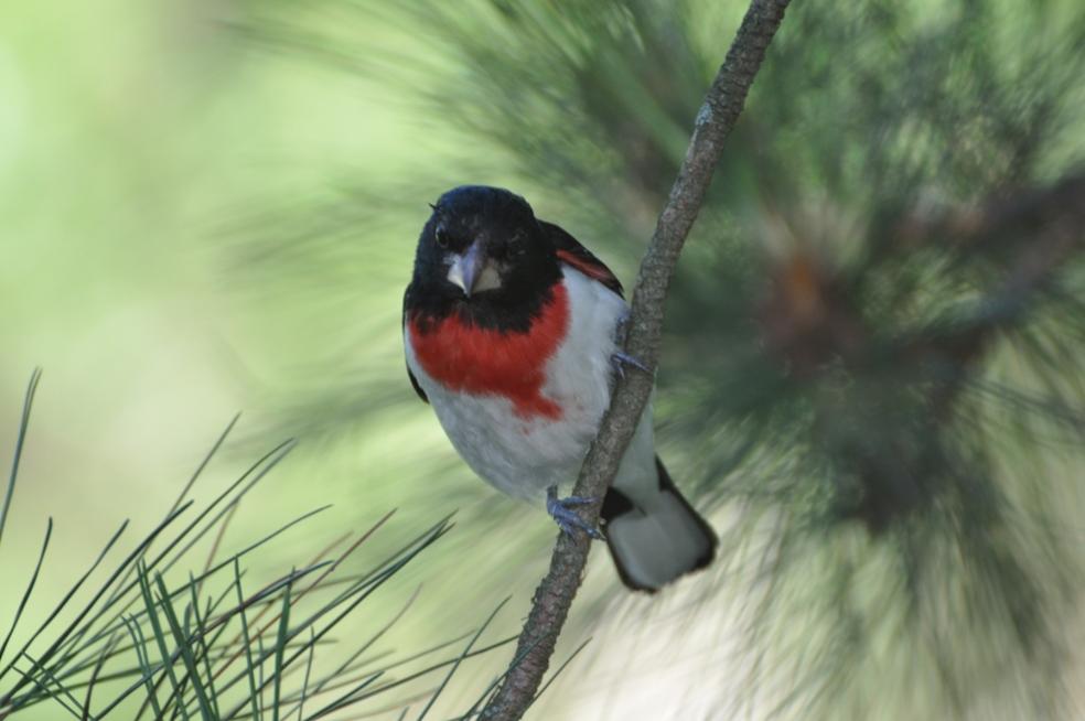 Name:  Rose-breasted grosbeak 6-29-10 A.jpg
Views: 253
Size:  56.7 KB