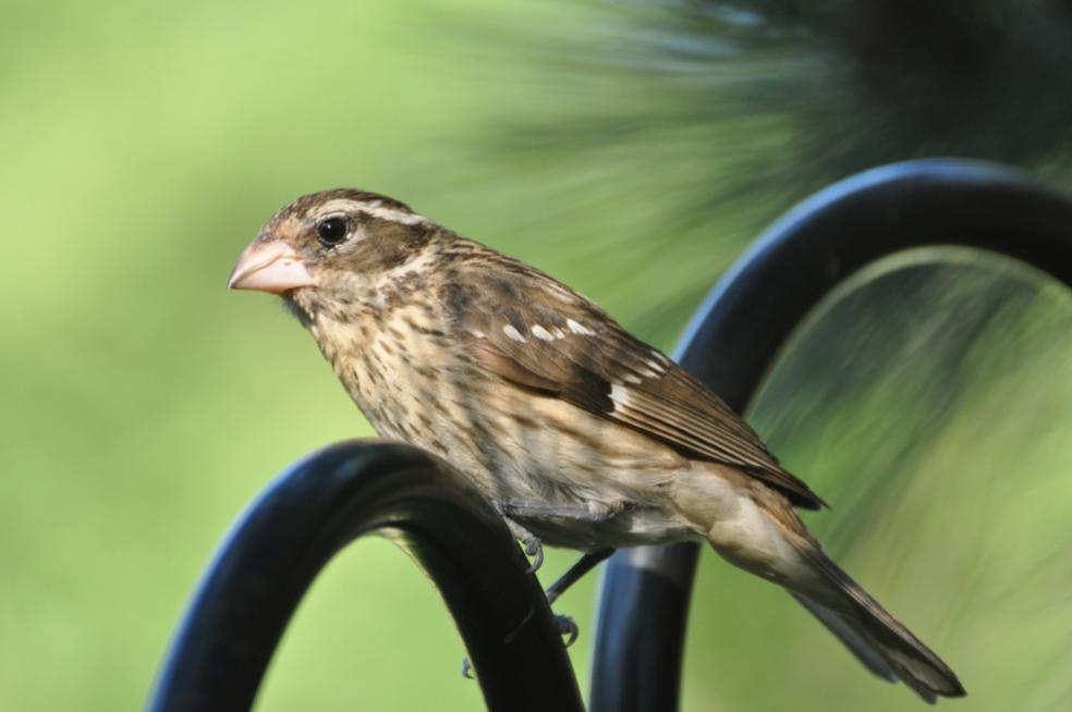 Name:  Rose-breasted grosbeak female 6-29-10 C.jpg
Views: 163
Size:  45.6 KB