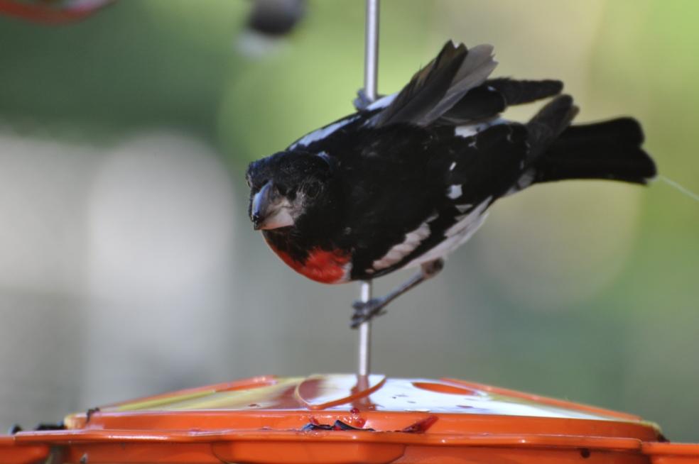 Name:  Rose-breasted grosbeak at the jelly 6-29-10 B.jpg
Views: 179
Size:  38.8 KB