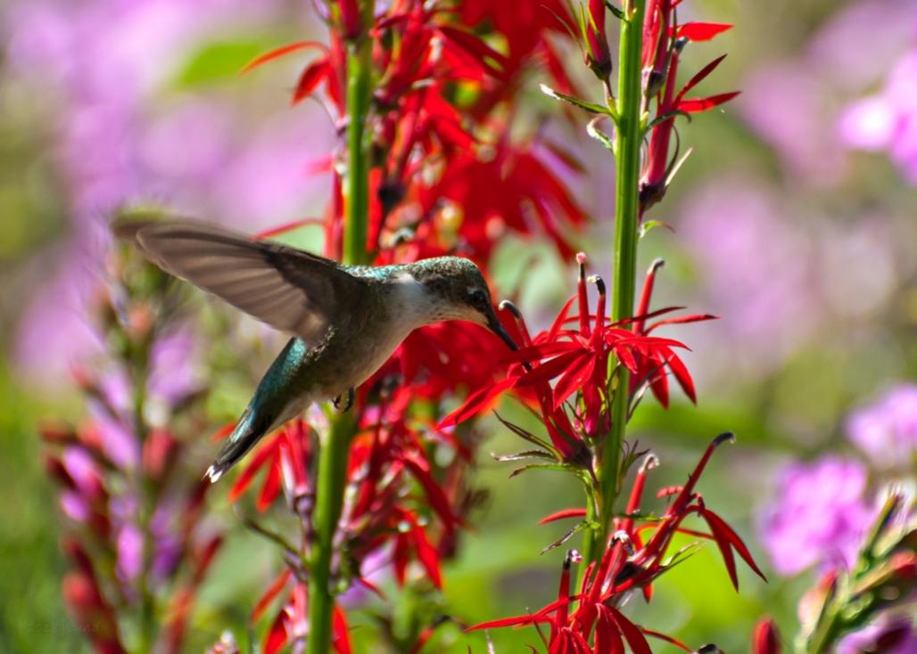 Name:  Ruby-throated hummingbird feeding at Cardinal-flower 8-5-18 B.jpg
Views: 2273
Size:  84.5 KB