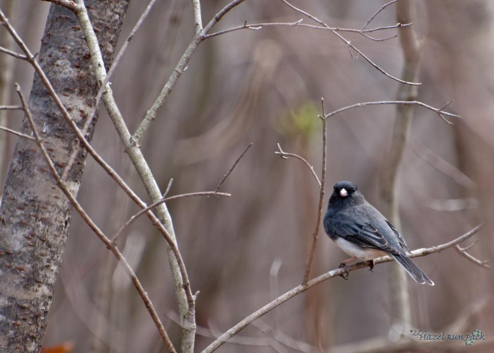 Name:  Slate-colored junco 3-18-12 B.jpg
Views: 111
Size:  66.5 KB