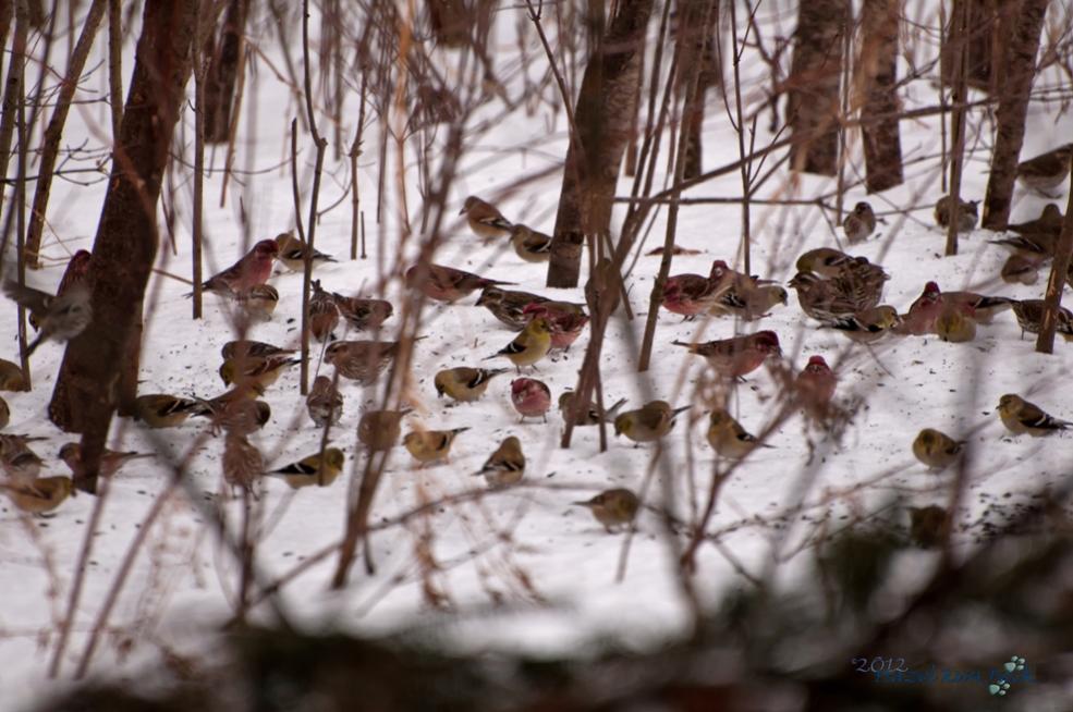 Name:  Winter finches 3-3-12 A.jpg
Views: 119
Size:  97.7 KB