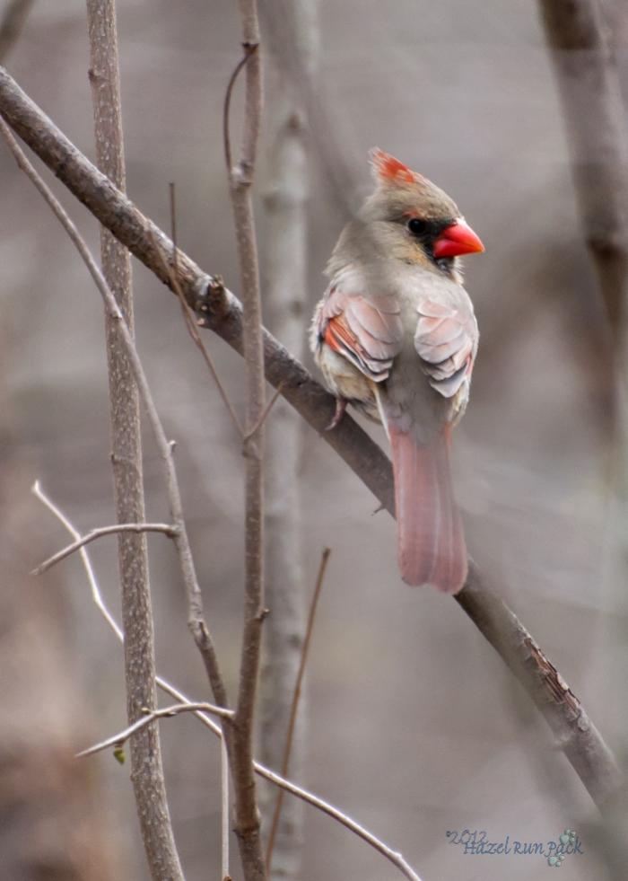 Name:  Northern cardinal, fem 4-1-12 B.jpg
Views: 148
Size:  54.2 KB