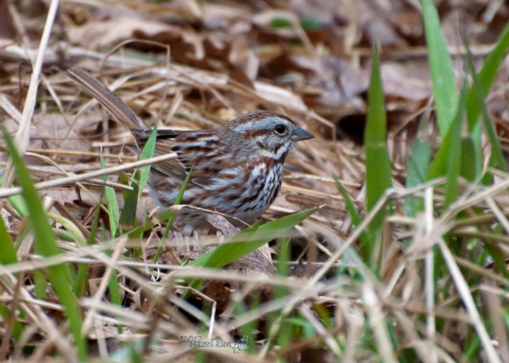 Name:  Song sparrow 4-1-12 C.jpg
Views: 131
Size:  100.1 KB