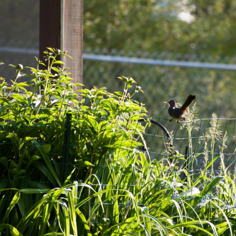 Name:  Gray catbird, nest-building in the peonies 5-16-12.jpg
Views: 94
Size:  172.8 KB