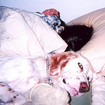 Name:  Sleeping with Mom, Ember and Grace - Fall 2007.jpg
Views: 1041
Size:  40.8 KB