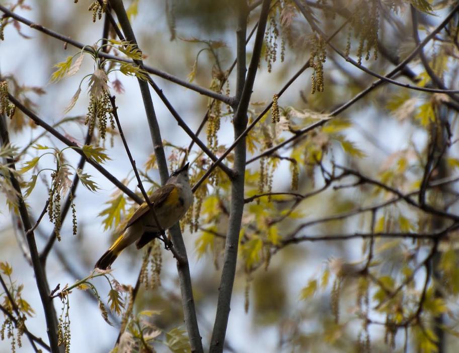 Name:  American redstart 5-20-11 A.jpg
Views: 158
Size:  109.4 KB