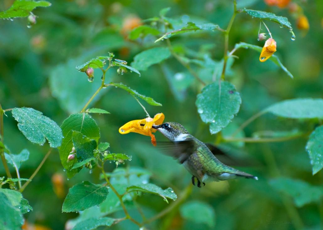 Name:  Ruby-throated hummingbird at jewelweed 8-19-17 A.jpg
Views: 7438
Size:  75.6 KB