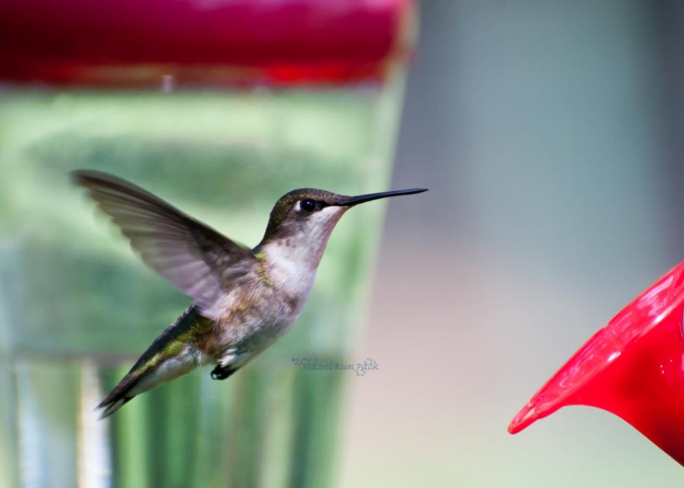 Name:  Ruby-throated hummingbird, female 6-8-12 C.jpg
Views: 392
Size:  41.8 KB