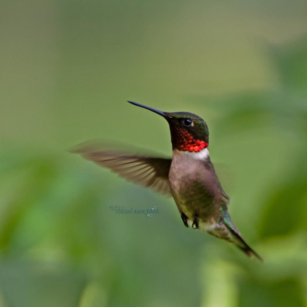 Name:  Ruby-throated hummingbird, male 6-8-12 D.jpg
Views: 507
Size:  41.9 KB