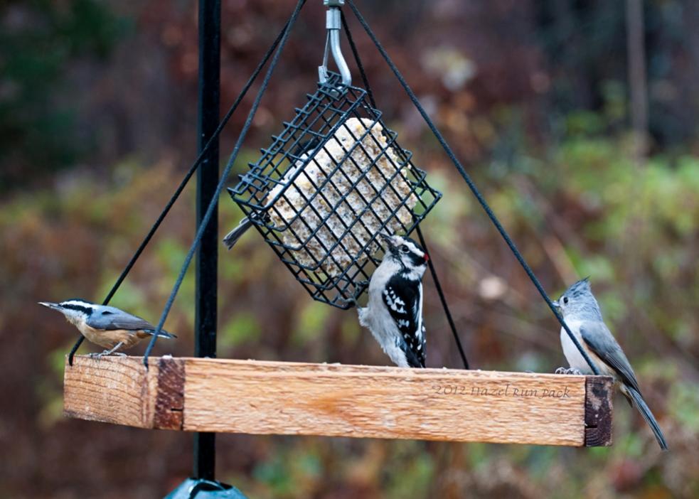 Name:  Four species at the feeder 10-13-12.jpg
Views: 445
Size:  81.9 KB