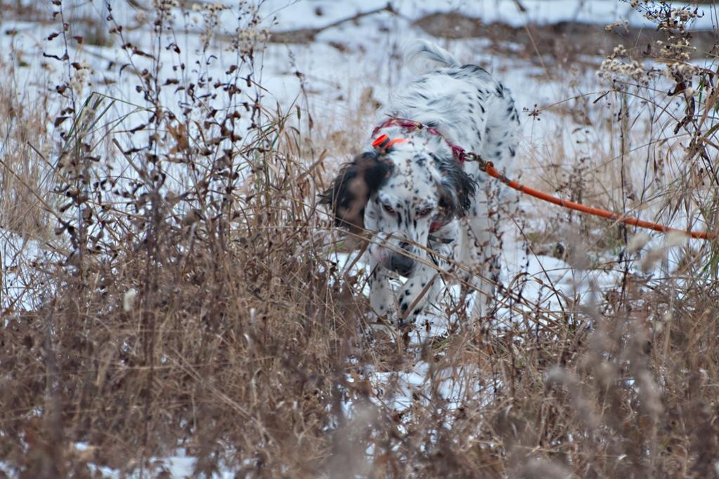 Name:  Lili mousing in the grass on her birthday walk 11-16-19 B.jpg
Views: 4676
Size:  144.2 KB