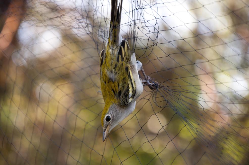 Name:  Chestnut-sided warbler, hatch year female 9-12-11 A.jpg
Views: 252
Size:  83.7 KB