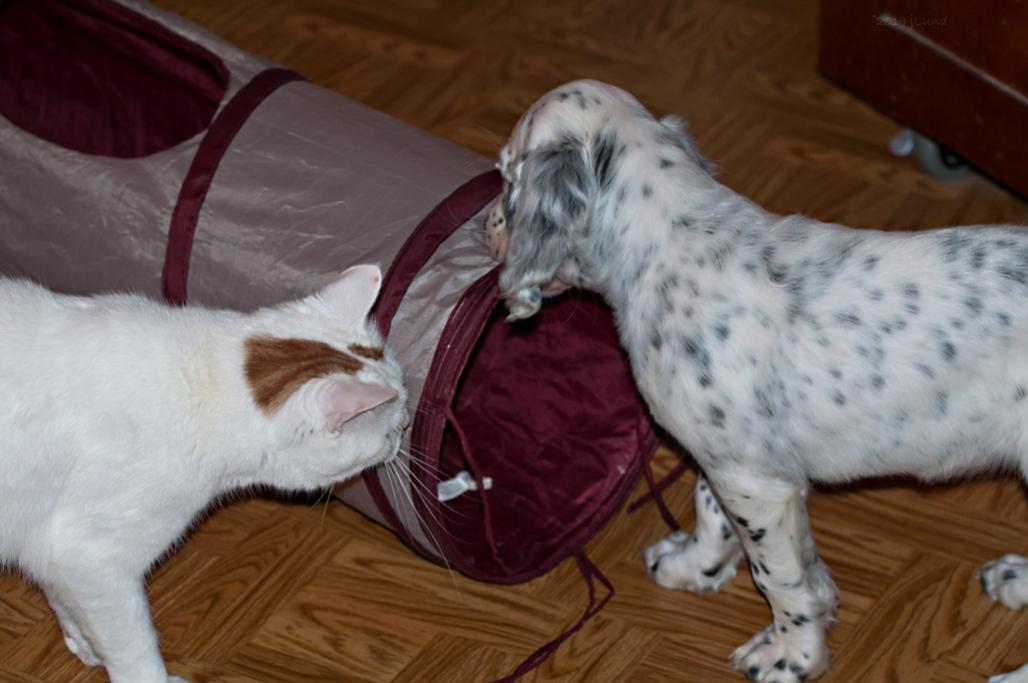 Name:  Lili checking out JDs crinkle tunnel 1-12-19.jpg
Views: 2946
Size:  70.2 KB