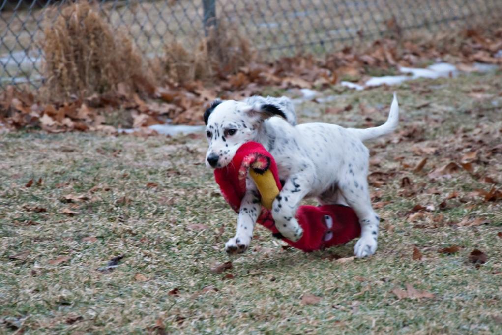 Name:  Lili dragging Mr Snake around the yard 1-15-19.jpg
Views: 3065
Size:  115.1 KB