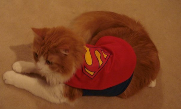 Name:  superkitty3.jpg
Views: 132
Size:  23.2 KB