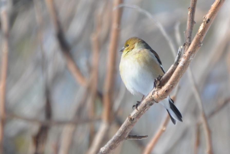 Name:  Goldfinch 2-26-10 A.jpg
Views: 242
Size:  38.5 KB