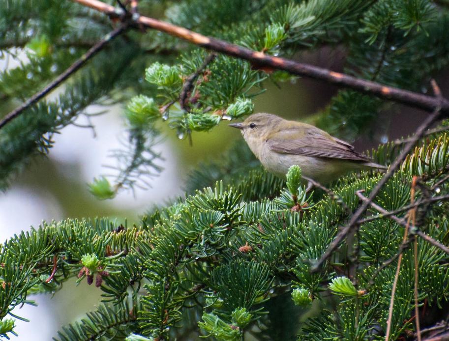 Name:  Tennessee warbler fem 5-28-11 A.jpg
Views: 143
Size:  134.1 KB