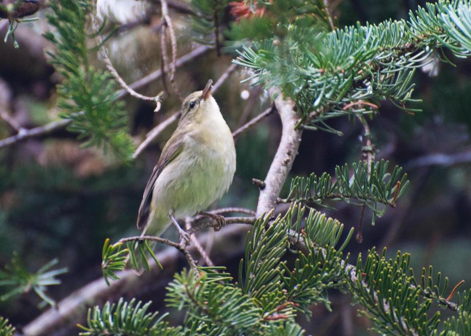 Name:  Tennessee warbler fem 5-28-11 B.jpg
Views: 139
Size:  102.5 KB