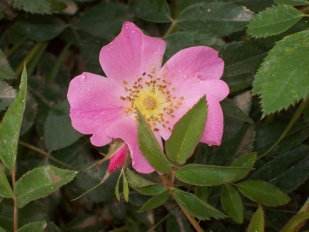 Name:  Wild rose 7-25-09.JPG
Views: 144
Size:  63.3 KB