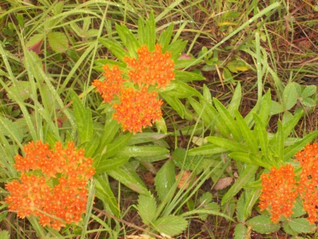 Name:  Butterfly weed 7-25-09.JPG
Views: 136
Size:  81.9 KB