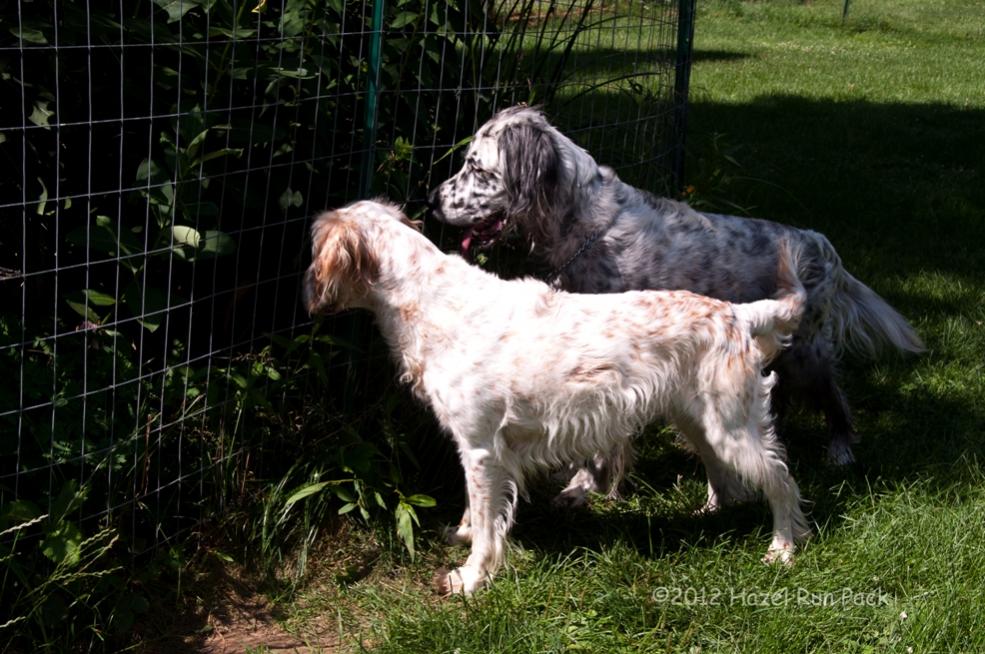 Name:  Macie and Cole on patrol 7-10-12.jpg
Views: 474
Size:  115.2 KB