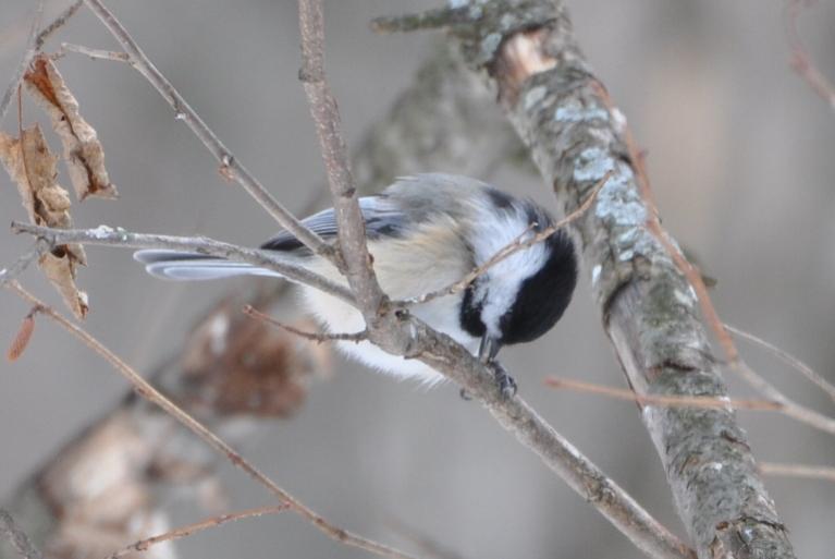 Name:  chickadee with seed 2-7-10.jpg
Views: 1324
Size:  36.5 KB