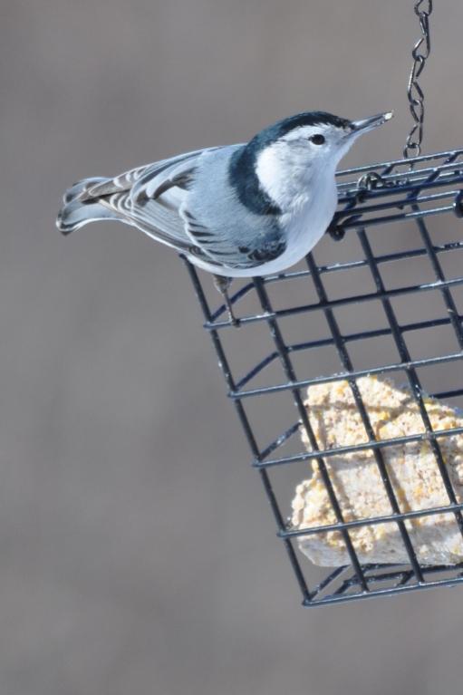 Name:  nuthatch on suet 2-13-10.jpg
Views: 2930
Size:  34.1 KB