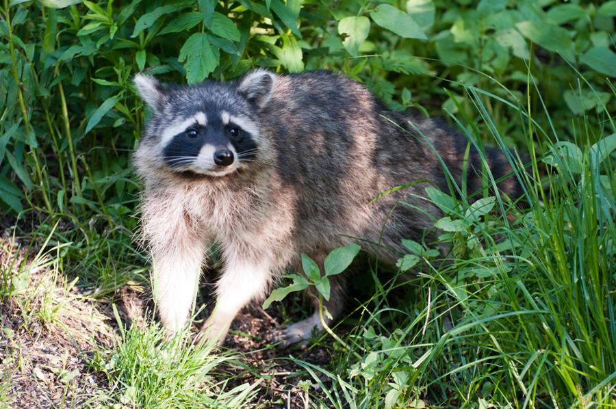 Name:  Raccoon #1 6-19-11 D.jpg
Views: 1399
Size:  140.2 KB