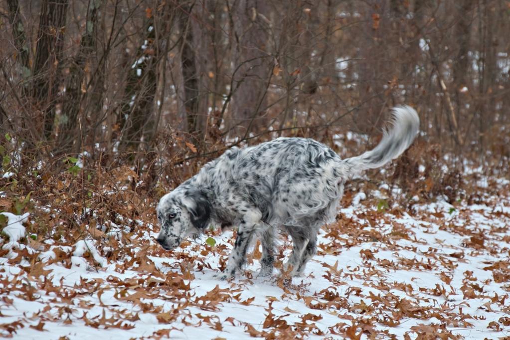 Name:  Grace exploring on the way back to the Wilderness Cabin 11-8-19 B.jpg
Views: 13099
Size:  138.9 KB