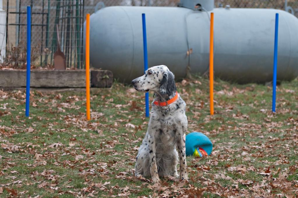 Name:  Lili looking very grown up on her agility course 11-16-19.jpg
Views: 13141
Size:  116.9 KB