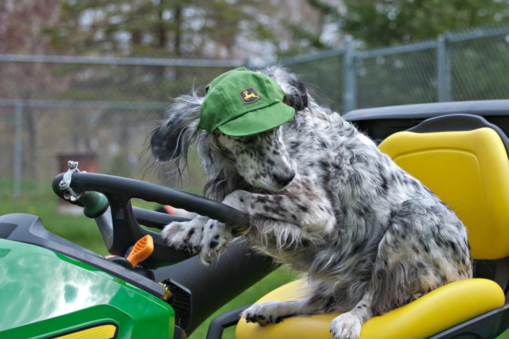 Name:  Checking to make sure Lili and Hunter are safely out of the way 5-16-20.jpg
Views: 1048
Size:  90.9 KB