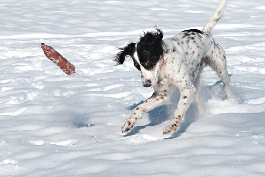 Name:  Hunter tossing and bowing 1-24-21.jpg
Views: 1226
Size:  76.6 KB