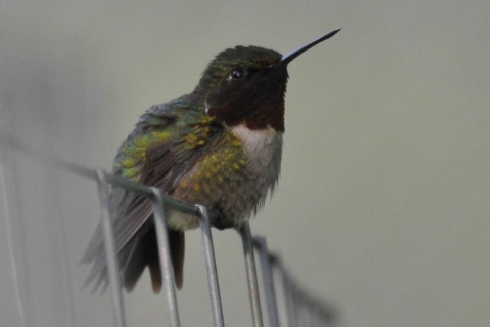 Name:  Hummingbird male 5-16-10 A.jpg
Views: 175
Size:  33.8 KB